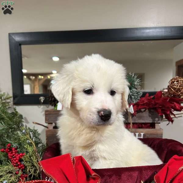 Mrs Claus, Great Pyrenees Puppy